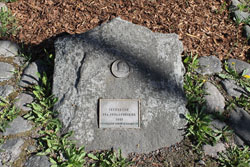 Kuvassa Verivaahteran juurella oleva kivi jossa muistolaatta