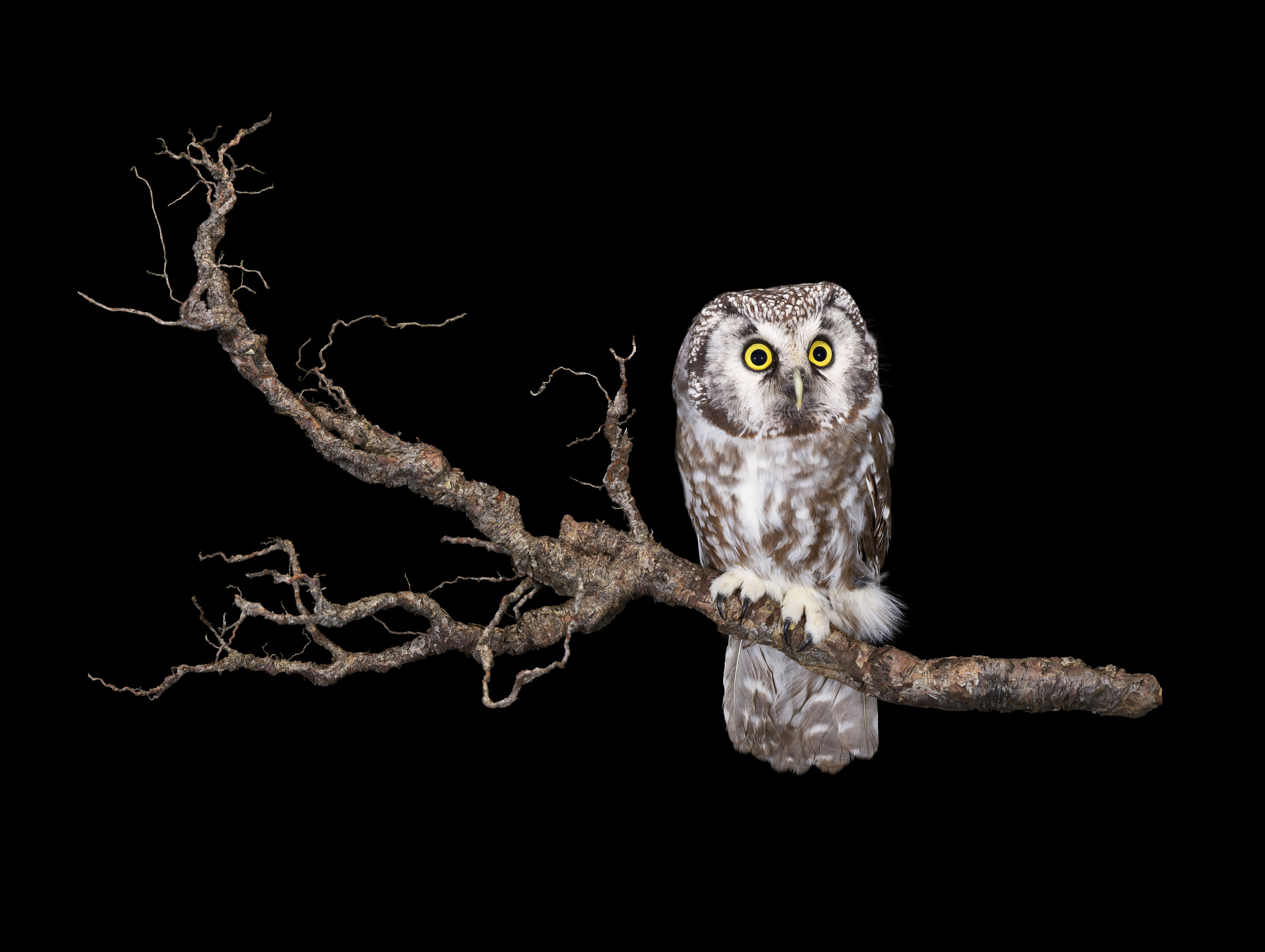 Sanna Kannisto, Aegolius funereus, 2023.jpg