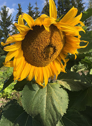 kuvassa auringonkukka