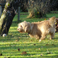 Kuva, Koira leikkii puistossa