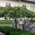 Kuva, omenapuu ja pyörät
