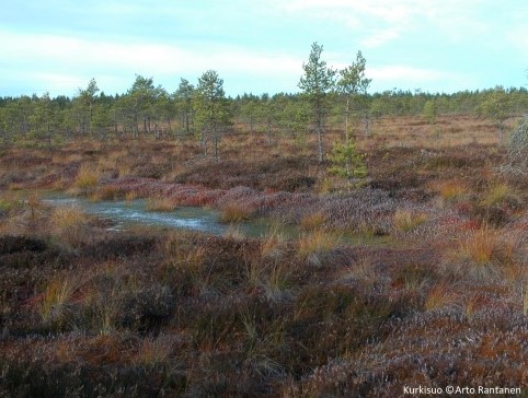 Kuva on Kurkisuolta