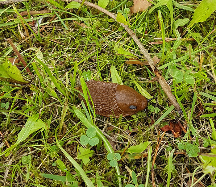 Espanjansiruetana ruohikossa