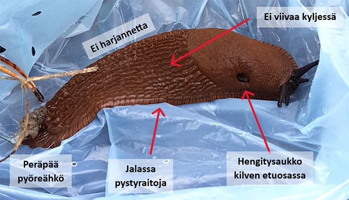 espanjansiruetana