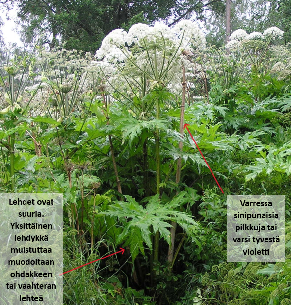 jättiputki
