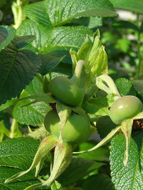 Kurtturuusu_Aita_Muottikatu_15072020 (8).JPG