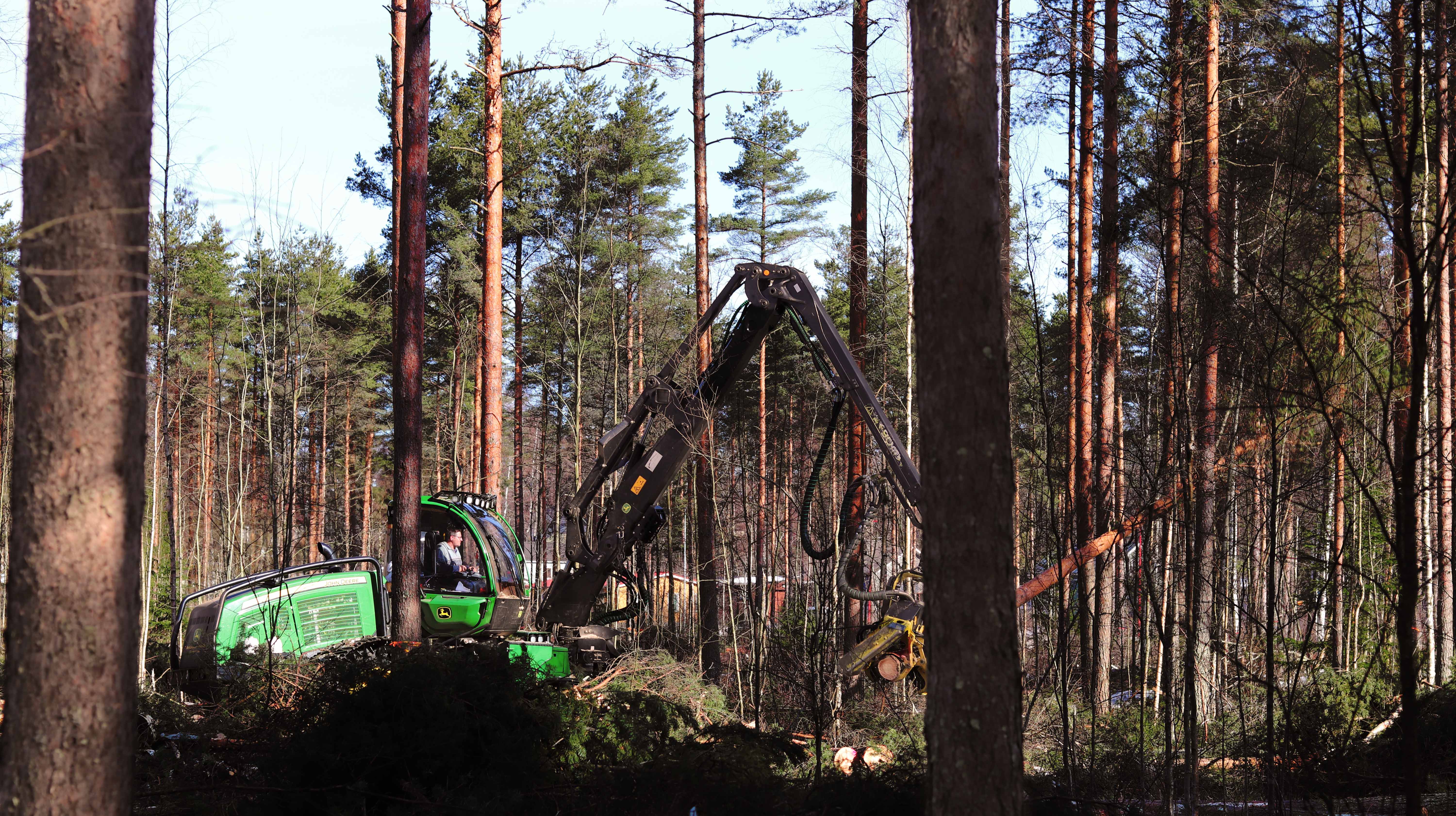 Koneellista puunkorjuuta