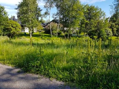 Niittämätön Vehkojanlampi