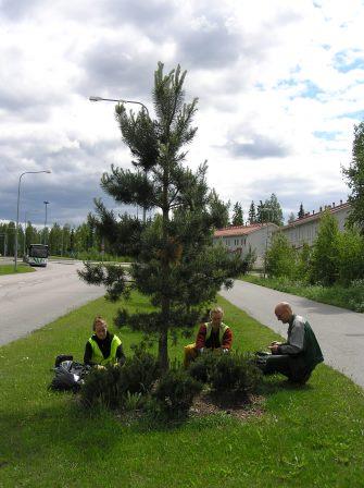 Kuvassa puistoyksikön työntekijät hoitamassa viheralueita