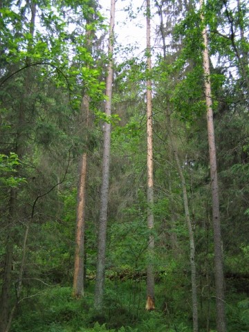 Kuva metsästä, jossa paljon puita