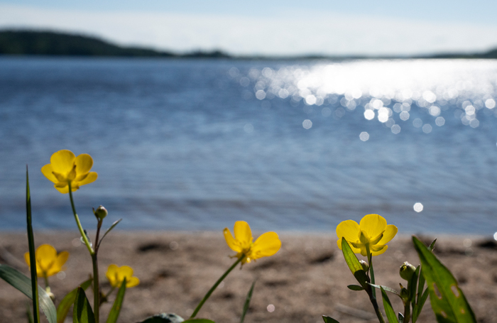 Kukkia Kytäjärven rannalla.