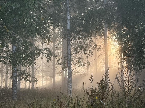 Kytäjän koivikkoa. Kuva: Marika Mäkelä