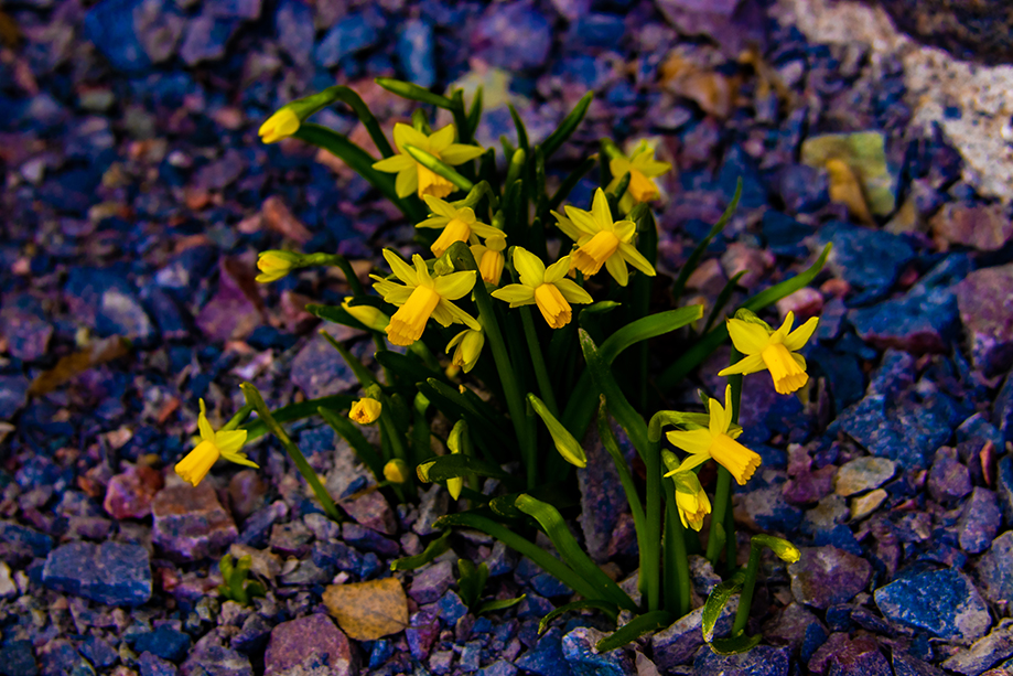 Kuva on värikäs. Siinä olevat keltaiset narsissit kasvavat kuvankäsittelyohjelmalla sinisenliilaksi muokatulla kivialustalla.