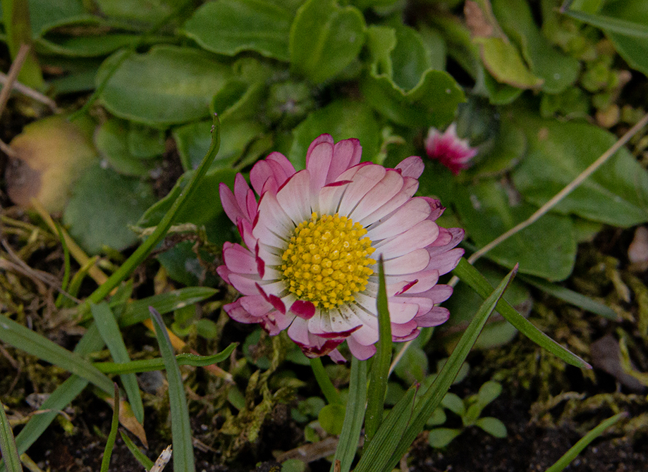 Kuvassa on vaaleanpunainen kukka, kukan nimi on kaunokainen. Taustalla alareunassa on sammalta ja ruohoa ja yläreunassa on kukan lehtiä, sekä nuppuja.