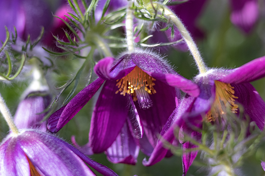 Kuva on otettu violeteistä kylmänkukista. Kuvassa näkyy kukan hento valkea karvapeite.