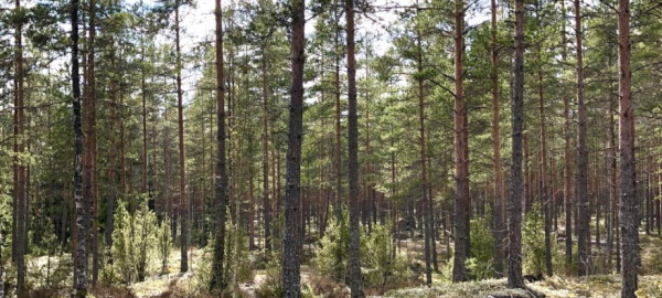 Metsä