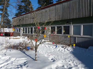 Kuva Nopon koulun pihalta. Kuvassa koristeltu puu