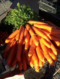 Kuvassa porkkanoita