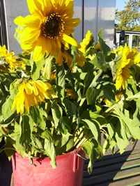 Kuvassa auringonkukkia