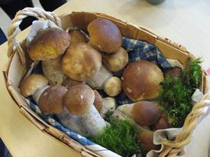 Kuvassa sieniä