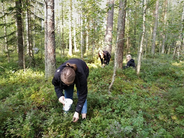 Kuva mustikkametsästä