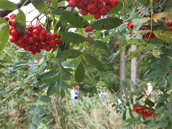 oppilaita metsässä ja pihlajanmarjoja
