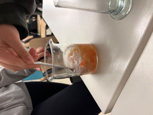 Tomaatin DNA:n eristäminen laboratoriossa