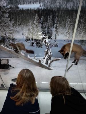 Nuuksion näyttely
