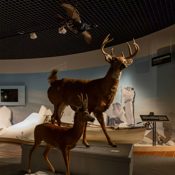 Kaksi peuraa Metsästysmuseossa