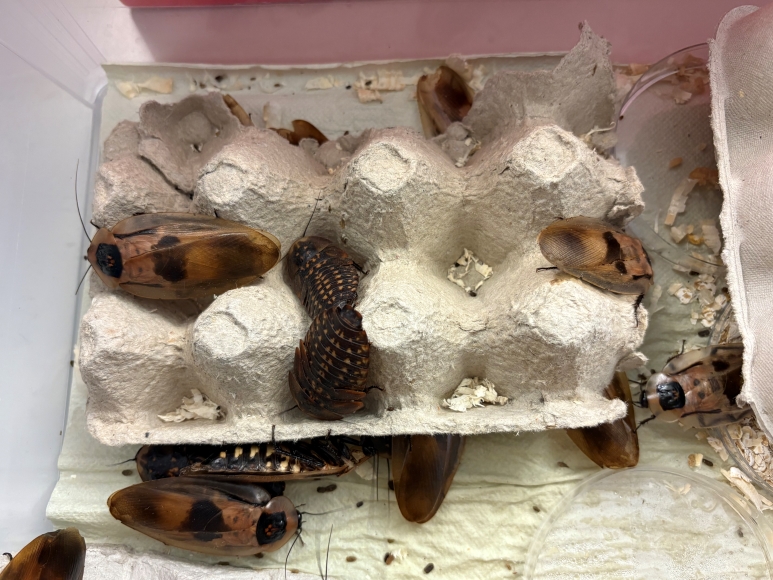 torakoita terraariossa