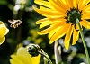 kuvassa mehiläinen ja kukkia
