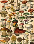 Kuvassa on paljon sieniä.