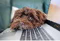 kuvassa ruskea koira katsoo tietokoneen takaa