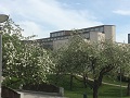 Kuvassa kukkivat omenapuut ja niiden takana oleva Hyvinkään pääkirjasto.