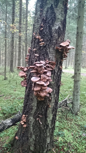 Kuva metsästä puusta, jossa kasvaa sieniä