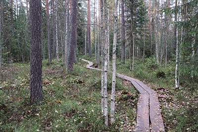 Terveysmetsä