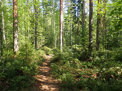 Terveysmetsän polkuja