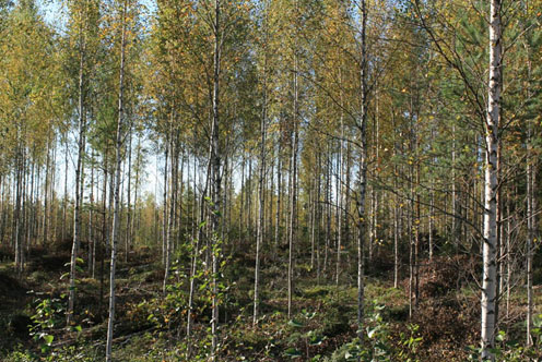 metsä
