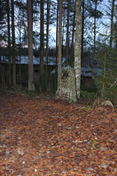 Kuvassa Markku Sopasen muistomerkin paikka metsänreunassa