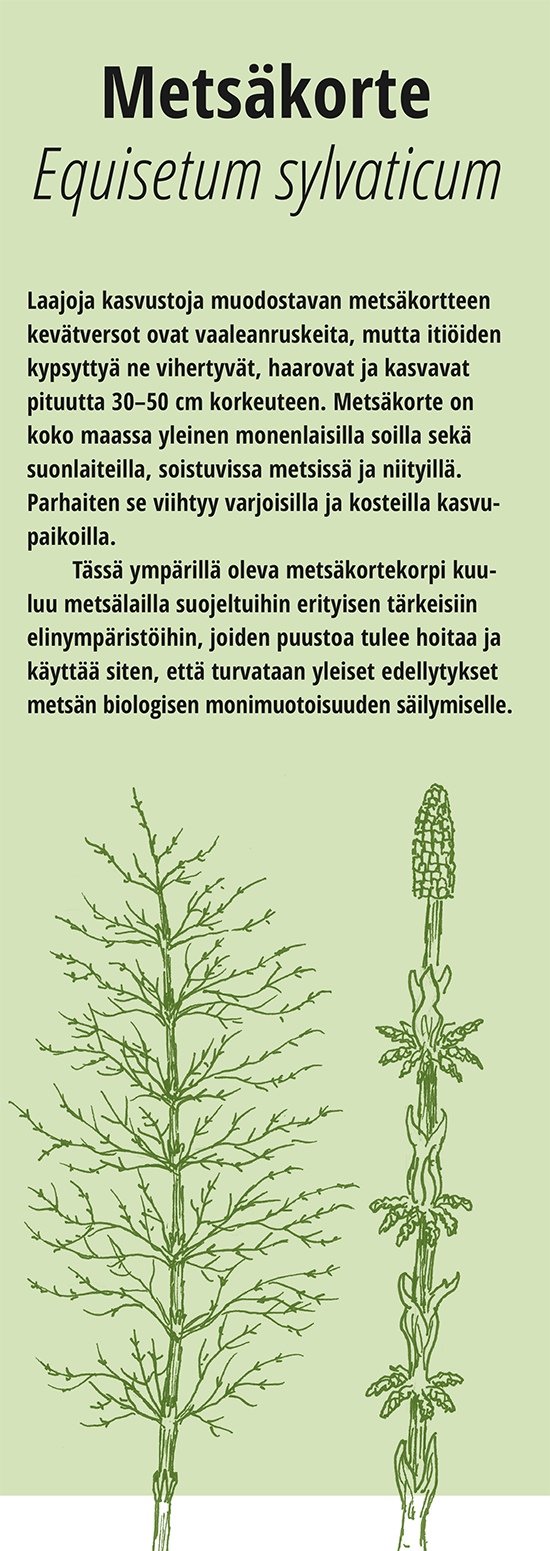 Metsäkorte