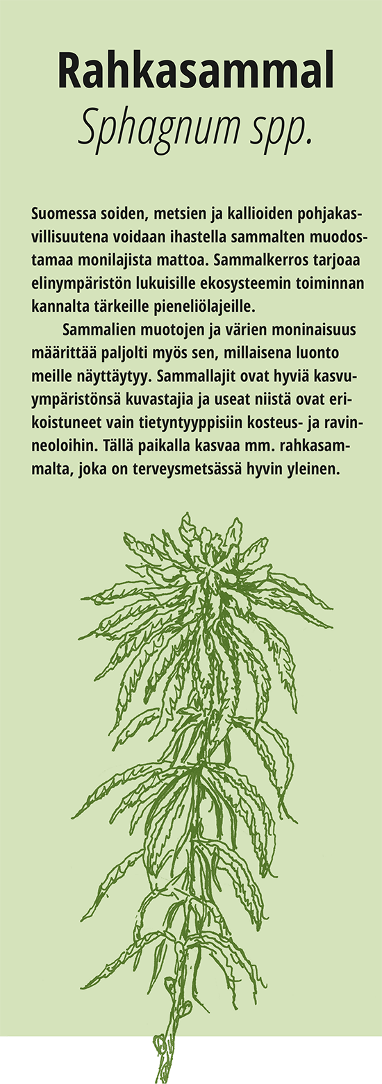 Rahkasammal, tekstit pääsisällössä myös