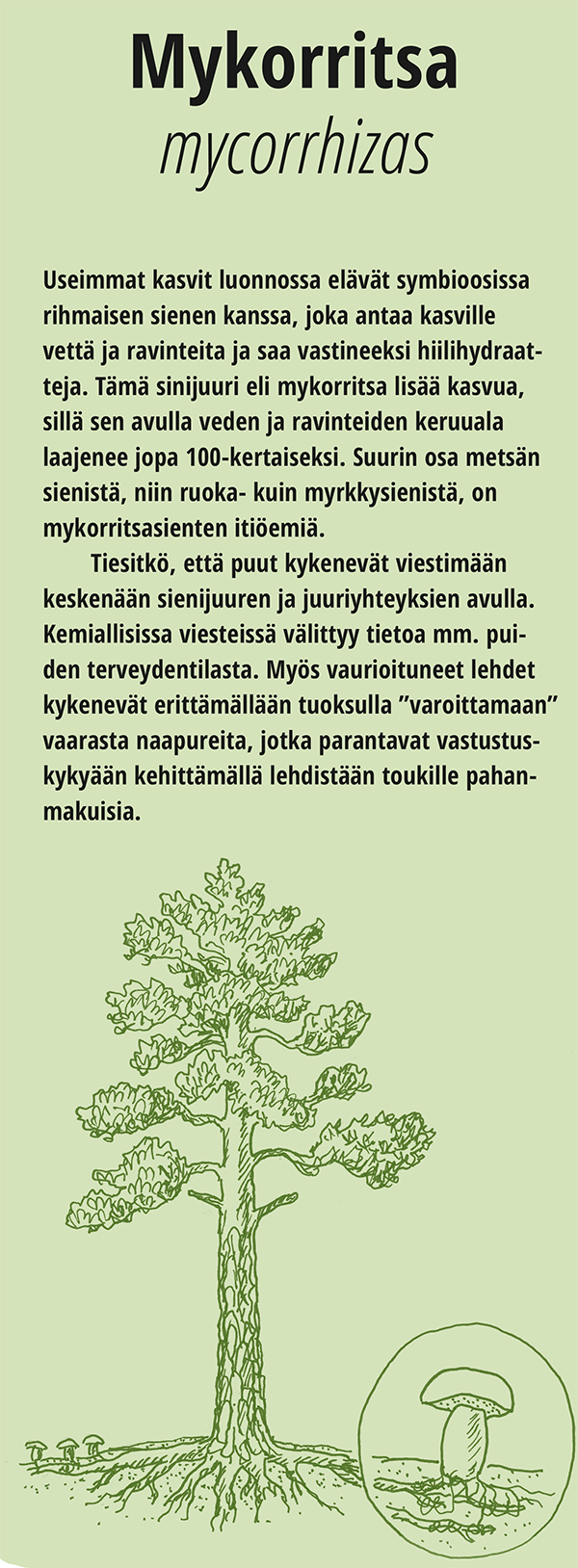Mykorritsa kortti
