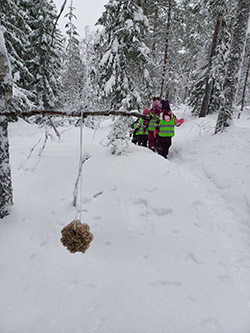 Kiepit itse tehtyjen linnunruokien ripustaminen metsään v.jpg