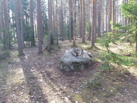 kuva metsästä jonka keskellä on suuri kivi