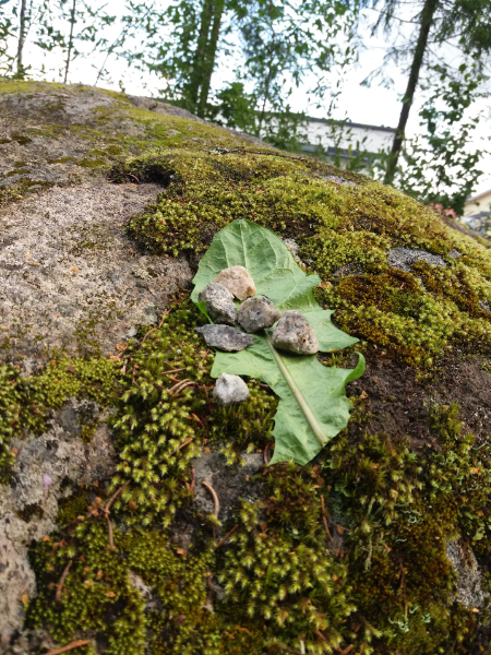 Kuvassa suuri lehti ja kiviä