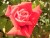 kuvassa ruusu