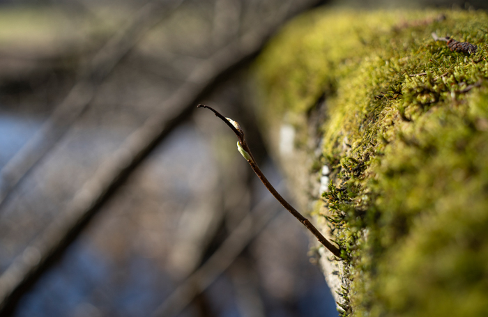Itu kasvaa lahopuusta.