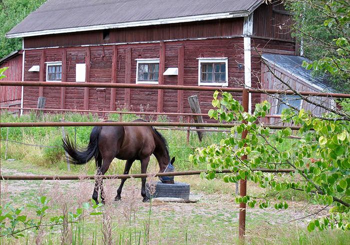 hevonen